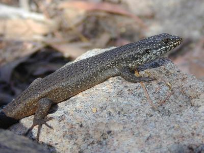 Tree Skink<br>(Egernia striolata)