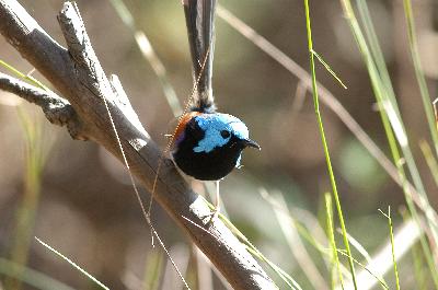 Variegated Fairy-wren<br>(Malurus lamberti)