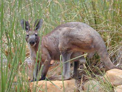 Wallaroo Or Euro<br>(Macropus robustus)