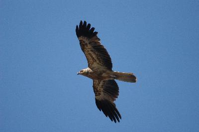 Whistling Kite<br>(Haliastur sphenurus)