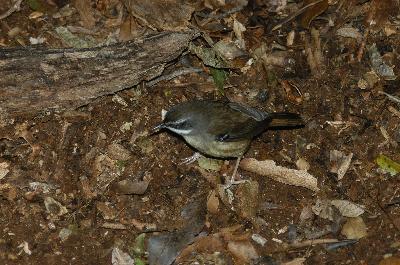 White-browed Scrubwren<br>(Sericornis frontalis)