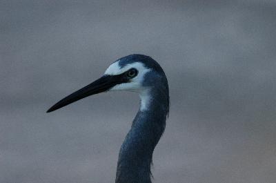 White-faced Heron<br>(Egretta novaehollandiae)