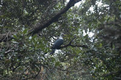 White-headed Pigeon<br>(Columba leucomela)