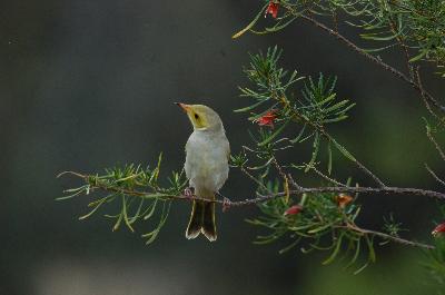 White-plumed Honeyeater<br>(Lichenostomus penicillatus)