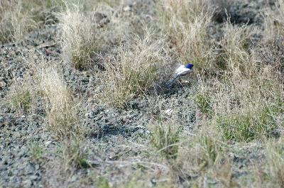 White-winged Fairy-wren<br>(Malurus leucopterus)