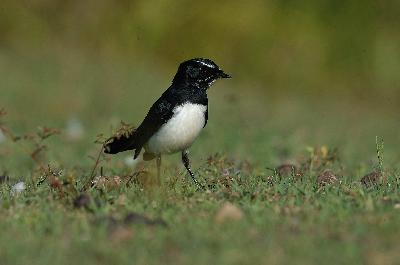 Willie Wagtail<br>(Rhipidura leucophrys)