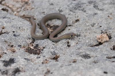 Yellow-Faced Whipsnake<br>(Demansia psammophis)