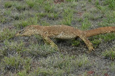 Yellow-Spotted Monitor<br>(Varanus panoptes)