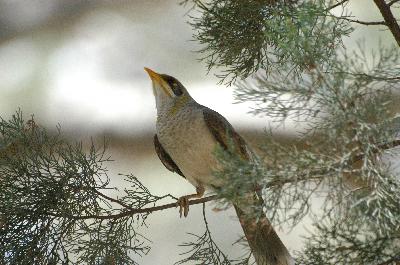 Yellow-throated Miner<br>(Manorina flavigula)