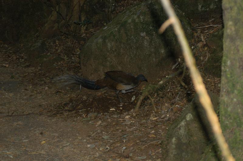 Albert's_Lyrebird__Menura_alberti__002.jpg