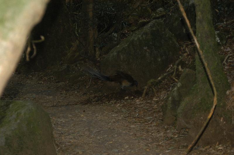 Albert's_Lyrebird__Menura_alberti__003.jpg