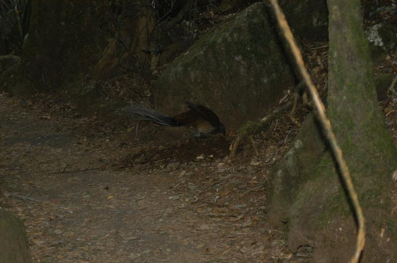 Albert's_Lyrebird__Menura_alberti__004.jpg