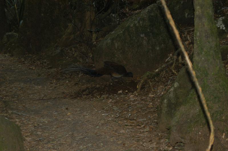 Albert's_Lyrebird__Menura_alberti__005.jpg