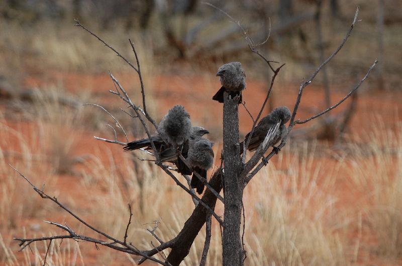 Apostlebird__Struthidea_cinerea__004.jpg