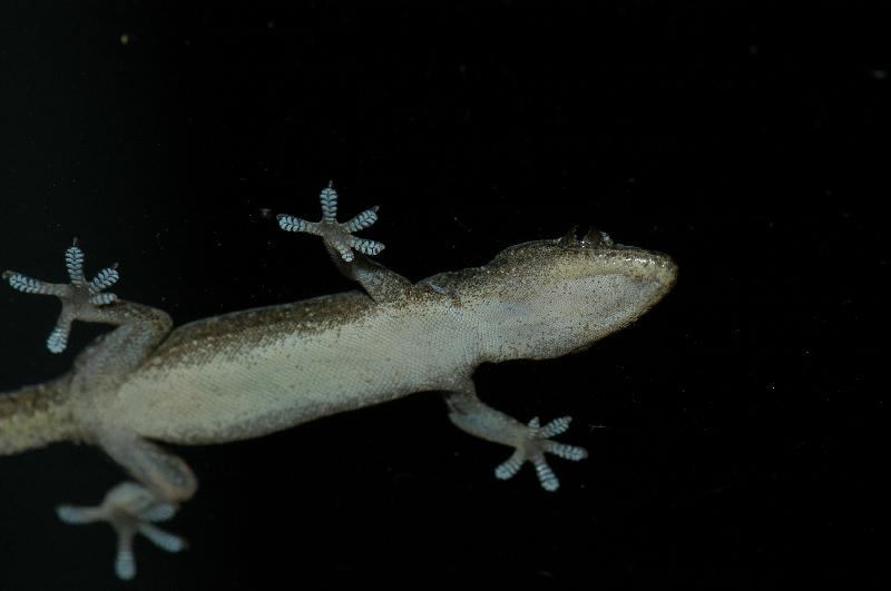 Asian_House_Gecko__Hemidactylus_frenatus__002.jpg