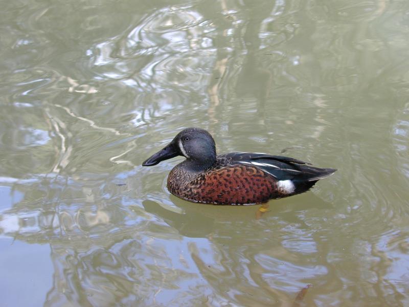 Australasian_Shoveler__Anas_rhynchotis__001.jpg