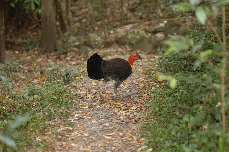 Australian_Brush-turkey__Alectura_lathami__003.jpg