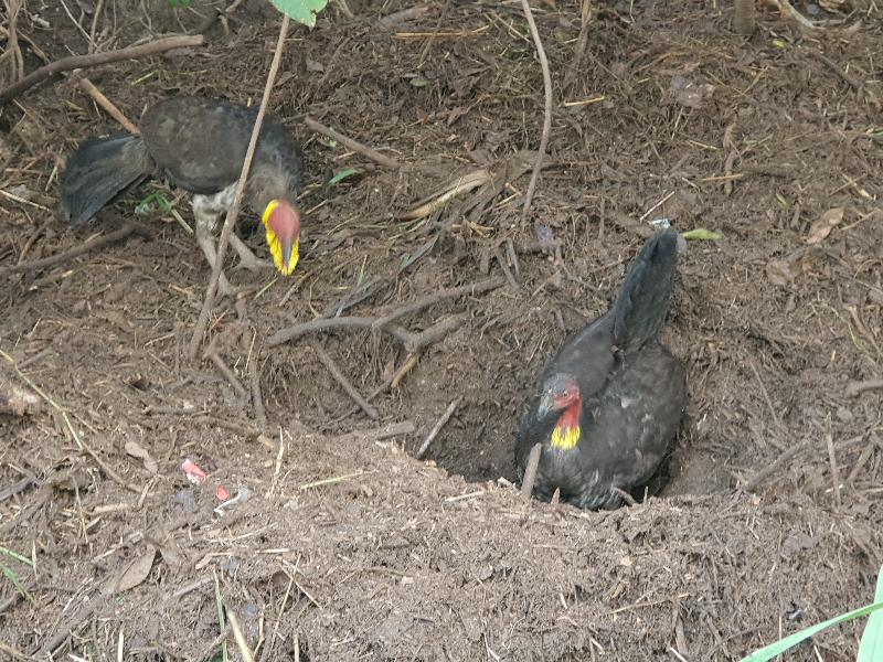 Australian_Brush-turkey__Alectura_lathami__005.jpg