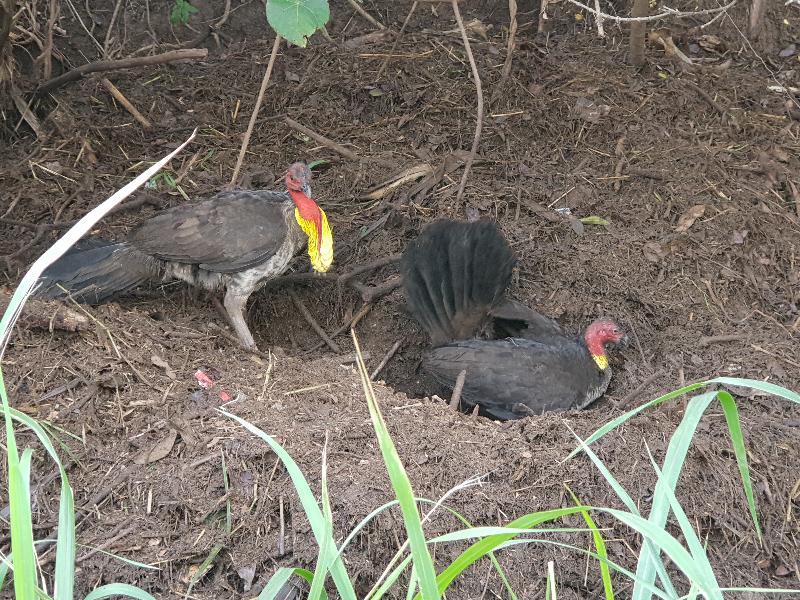 Australian_Brush-turkey__Alectura_lathami__007.jpg