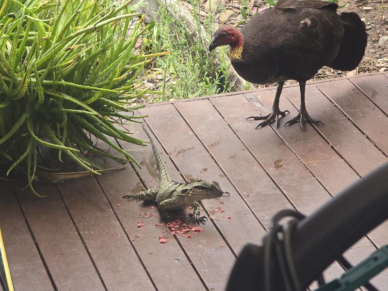 Australian_Brush-turkey__Alectura_lathami__014.jpg