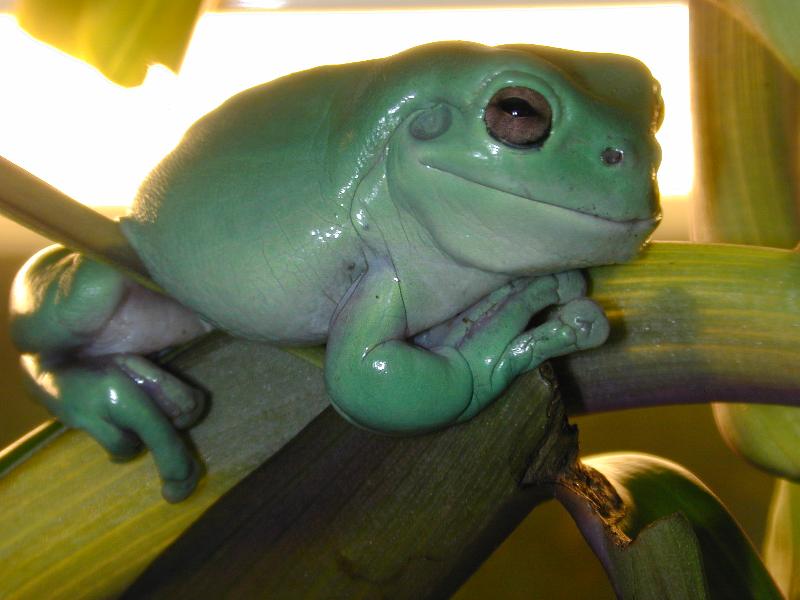 Australian_Green_Tree_Frog__Litoria_caerulea__001.jpg