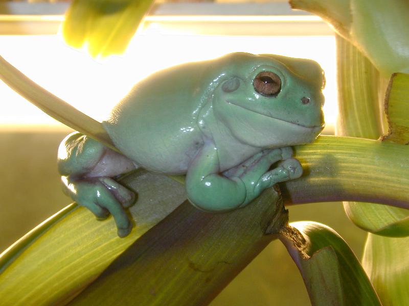 Australian_Green_Tree_Frog__Litoria_caerulea__002.jpg