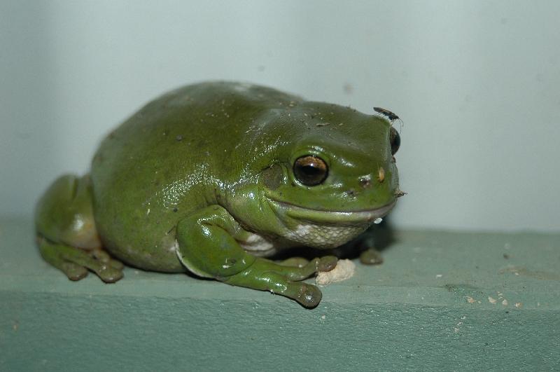 Australian_Green_Tree_Frog__Litoria_caerulea__004.jpg