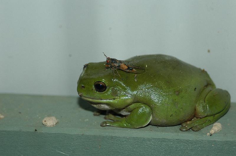 Australian_Green_Tree_Frog__Litoria_caerulea__005.jpg