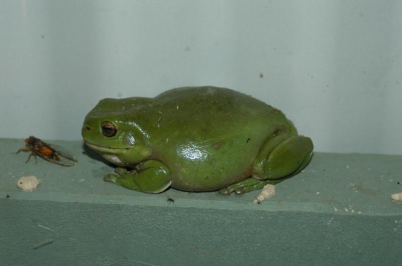 Australian_Green_Tree_Frog__Litoria_caerulea__008.jpg