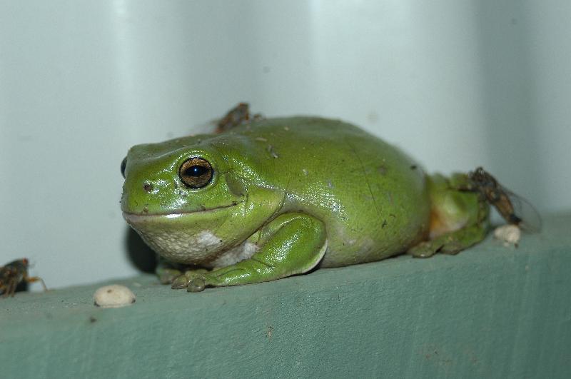 Australian_Green_Tree_Frog__Litoria_caerulea__009.jpg