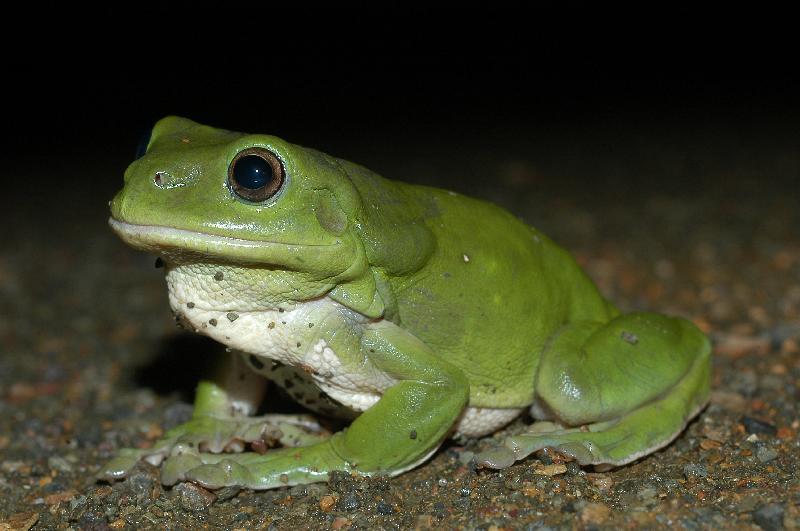 Australian_Green_Tree_Frog__Litoria_caerulea__011.jpg