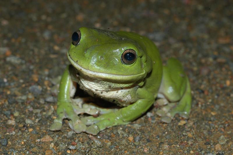 Australian_Green_Tree_Frog__Litoria_caerulea__012.jpg