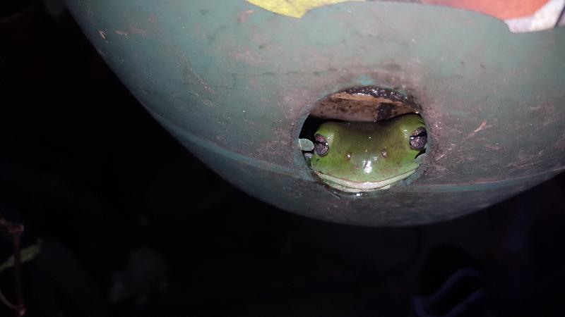 Australian_Green_Tree_Frog__Litoria_caerulea__016.jpg