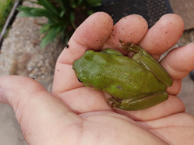 Australian_Green_Tree_Frog__Litoria_caerulea__017.jpg