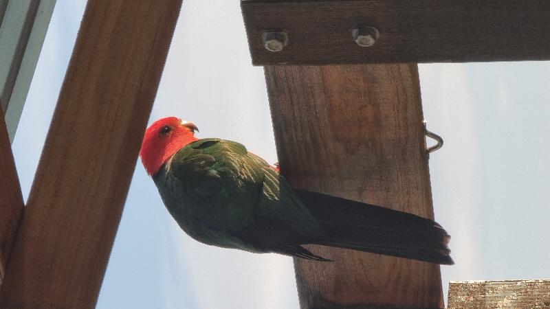 Australian_King-Parrot__Alisterus_scapularis__019.jpg