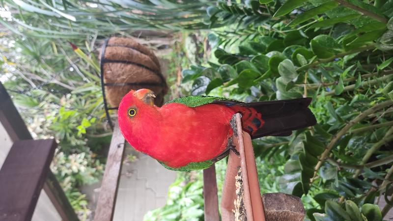 Australian_King-Parrot__Alisterus_scapularis__022.jpg