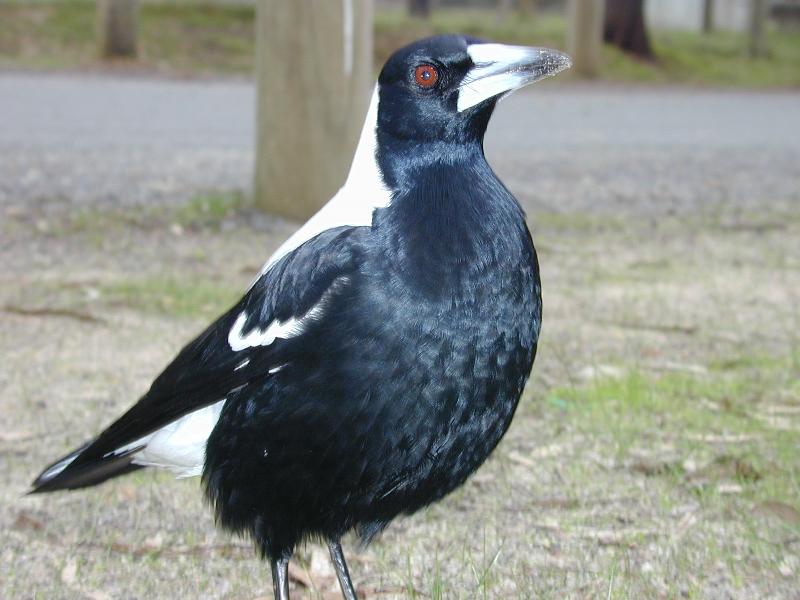 Australian_Magpie__Cracticus_tibicen__002.jpg