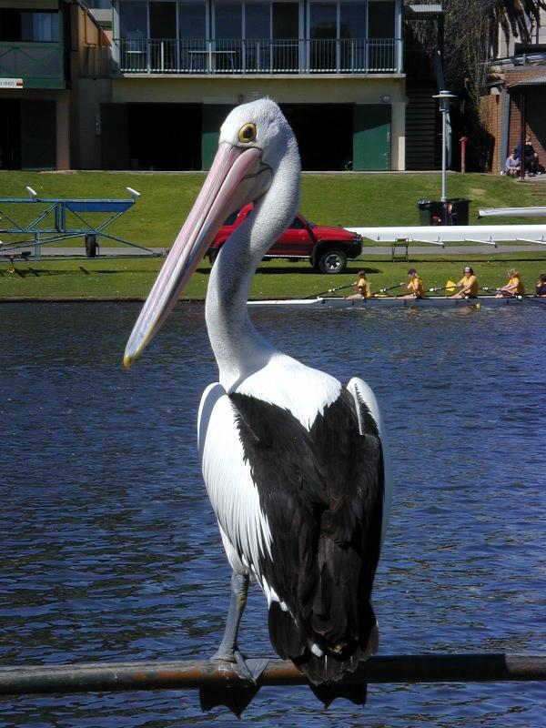 Australian_Pelican__Pelecanus_conspicillatus__002.jpg