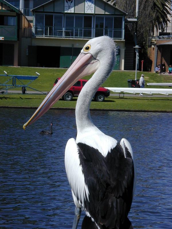 Australian_Pelican__Pelecanus_conspicillatus__003.jpg