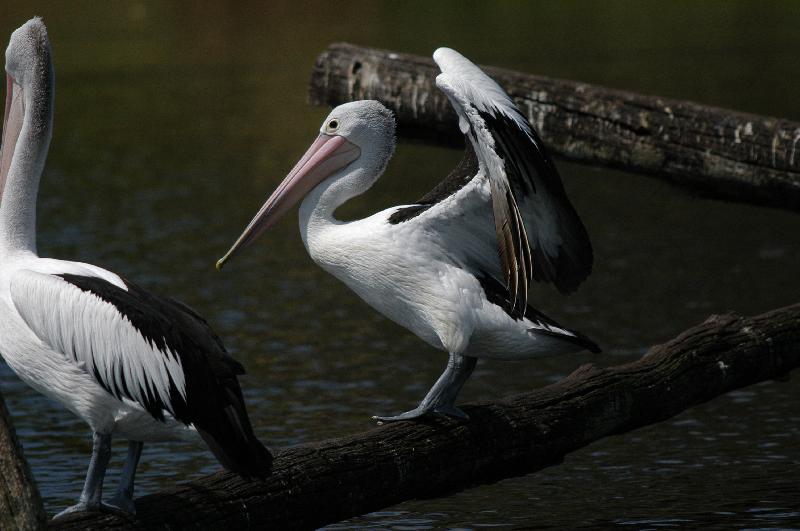 Australian_Pelican__Pelecanus_conspicillatus__004.jpg