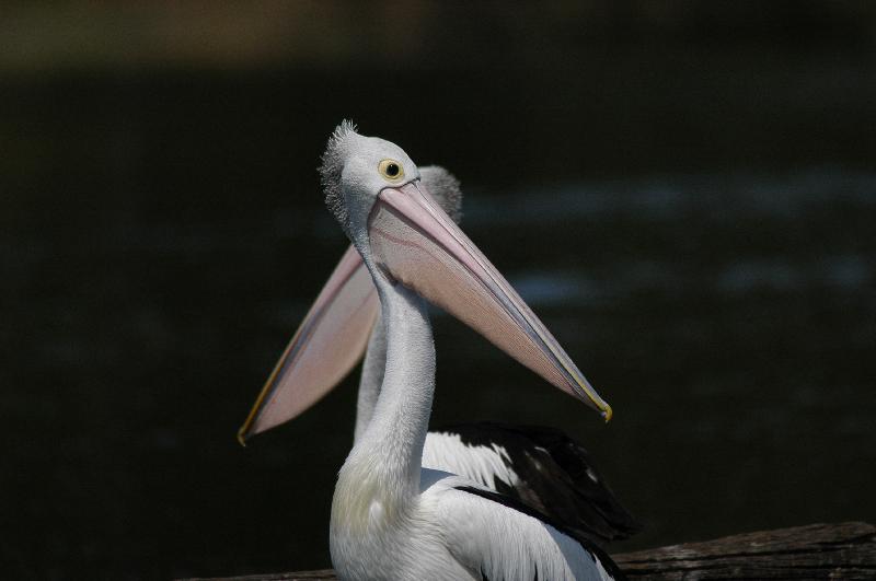 Australian_Pelican__Pelecanus_conspicillatus__005.jpg