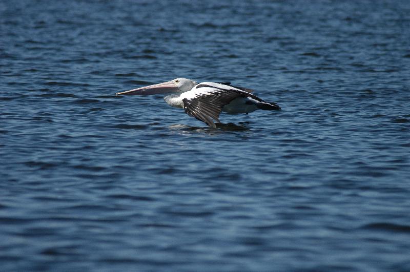 Australian_Pelican__Pelecanus_conspicillatus__007.jpg