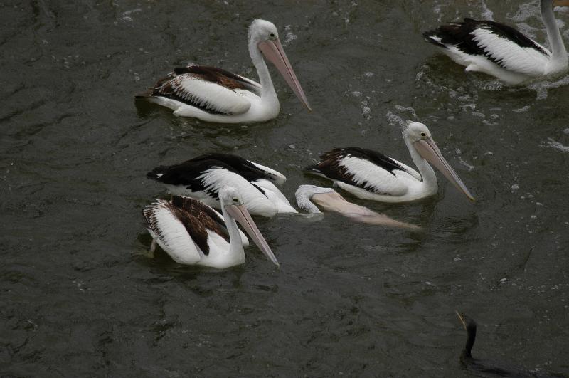 Australian_Pelican__Pelecanus_conspicillatus__009.jpg