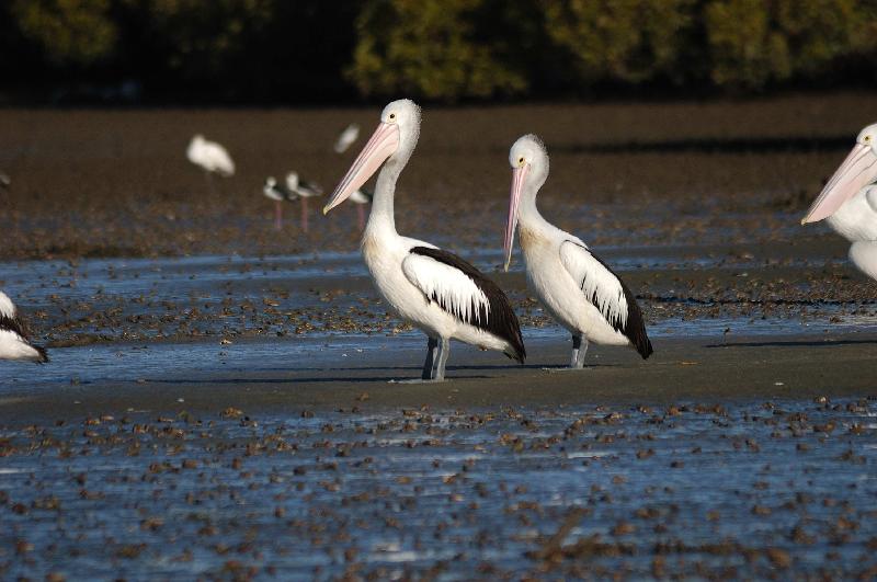 Australian_Pelican__Pelecanus_conspicillatus__012.jpg