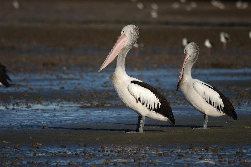 Australian_Pelican__Pelecanus_conspicillatus__013.jpg