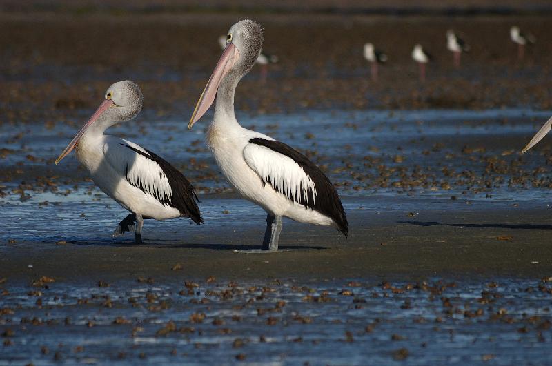 Australian_Pelican__Pelecanus_conspicillatus__014.jpg