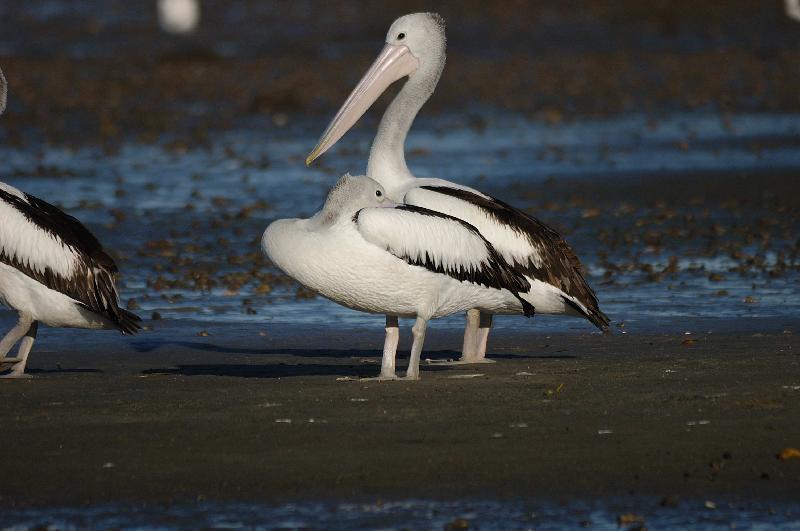 Australian_Pelican__Pelecanus_conspicillatus__015.jpg