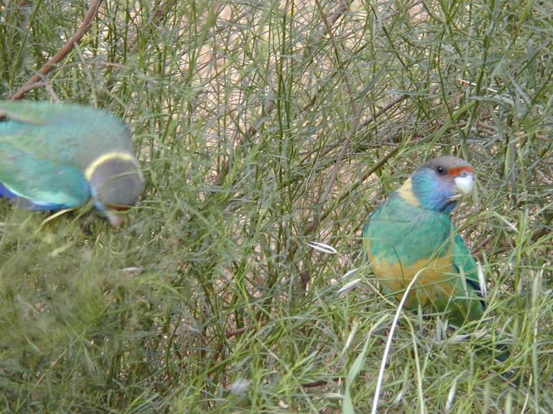 Australian_Ringneck__Barnardius_zonarius__001.jpg