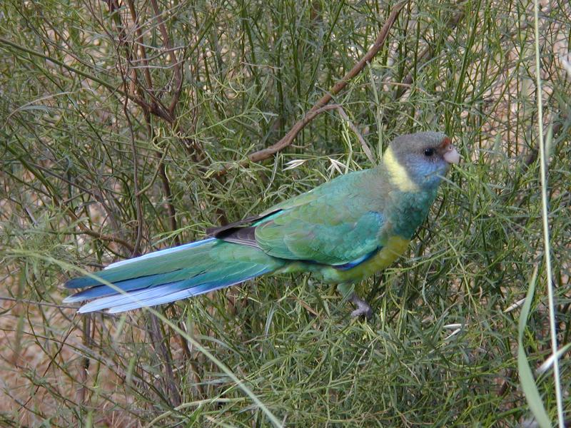 Australian_Ringneck__Barnardius_zonarius__002.jpg