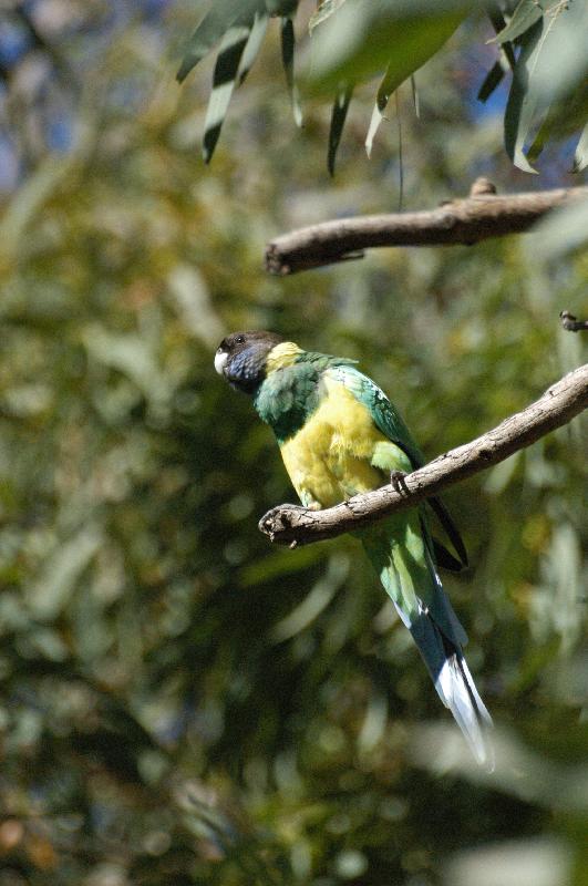 Australian_Ringneck__Barnardius_zonarius__003.jpg